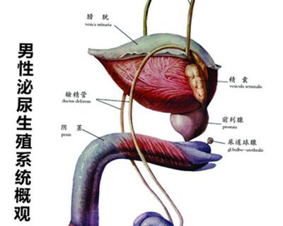 尿道炎的病因