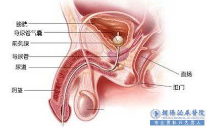 做阴茎延长术的诊断标准